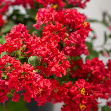 Bloomables Bellini Strawberry Crape Myrtle - Nature Hills Nursery - 2 Quart Container - 