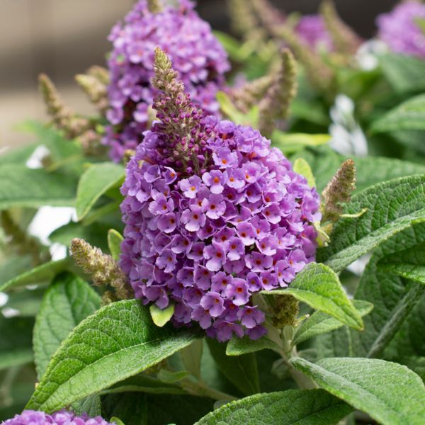 Bloomables® Dapper® Lavender Butterfly Bush - Nature Hills Nursery - 2 Quart Container - 