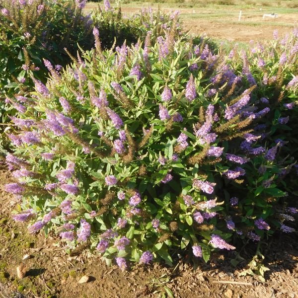 Bloomables® Dapper® Lavender Butterfly Bush - Nature Hills Nursery - 2 Quart Container - 