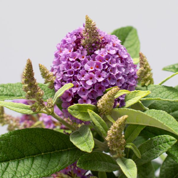 Bloomables® Dapper® Lavender Butterfly Bush - Nature Hills Nursery - 2 Quart Container - 