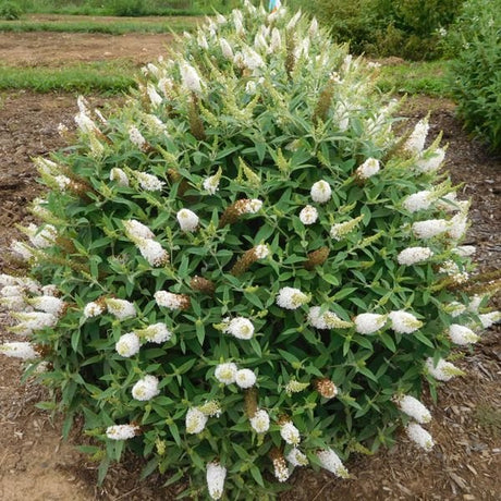 Bloomables® Dapper® White Butterfly Bush - Nature Hills Nursery - 2 Quart Container - 