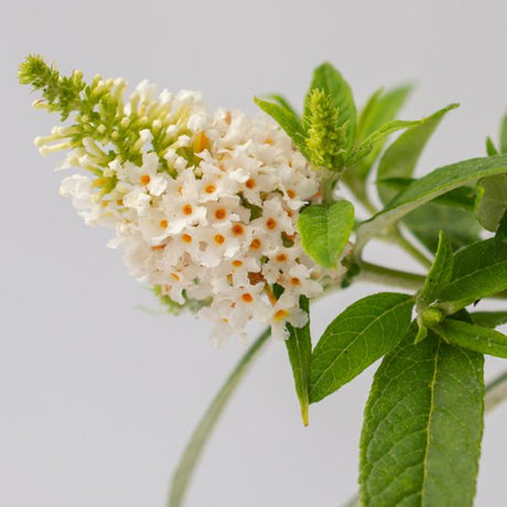 Bloomables® Dapper® White Butterfly Bush - Nature Hills Nursery - 2 Quart Container - 