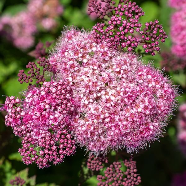Bloomables Empire Ice Dragon Spirea - Nature Hills Nursery - 2 Quart Container - 