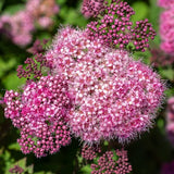 Bloomables Empire Ice Dragon Spirea - Nature Hills Nursery - 2 Quart Container - 