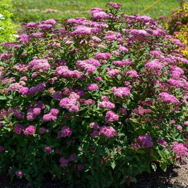 Close-up of pink spiraea flowers on Bloomables Empire Ice Dragon Spirea blooming in late spring to early summer to late summer.