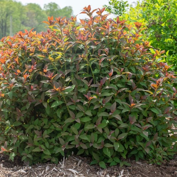Perennial foliage of Bloomables Empire Ice Dragon Spirea (Spiraea japonica 'Iceconspir') in a garden setting.