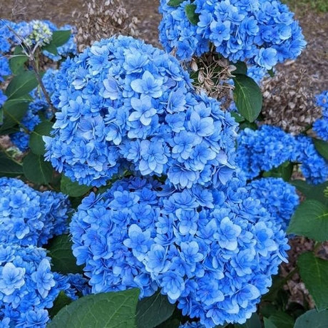 Bloomables&reg; Double Down&reg; Bigleaf Hydrangea - Nature Hills Nursery - #2 Container - 