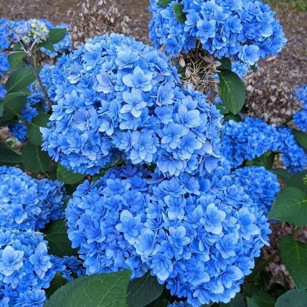 Bloomables&reg; Double Down&reg; Bigleaf Hydrangea - Nature Hills Nursery - #2 Container - 
