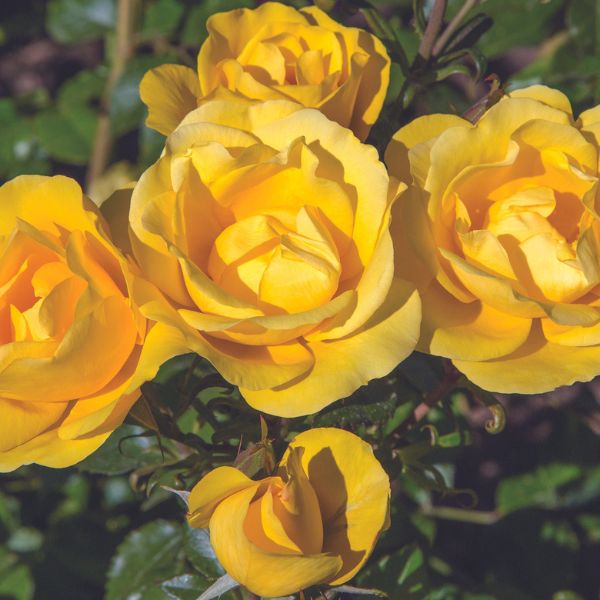 Bloomables&reg; Gilded Sun Rose - Nature Hills Nursery - 2 Quart Container - 
