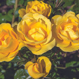 Bloomables&reg; Gilded Sun Rose - Nature Hills Nursery - 2 Quart Container - 
