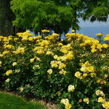 Bloomables&reg; Gilded Sun Rose - Nature Hills Nursery - 2 Quart Container - 