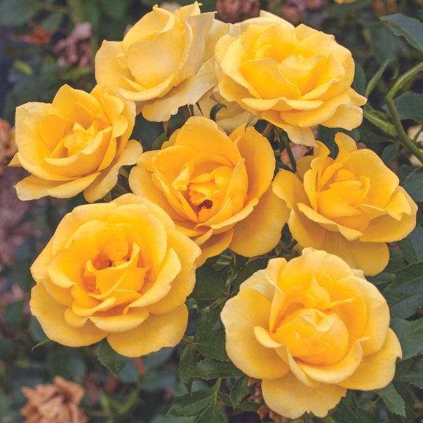 Bloomables&reg; Gilded Sun Rose - Nature Hills Nursery - 2 Quart Container - 