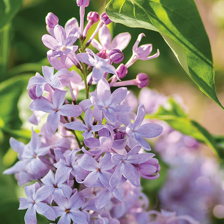 Bloomables&reg; New Age&trade; Lavender Lilac - Nature Hills Nursery - #3 Container - 