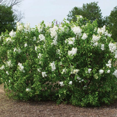 Bloomables&reg; New Age&trade; White Lilac - Nature Hills Nursery - #3 Container - 
