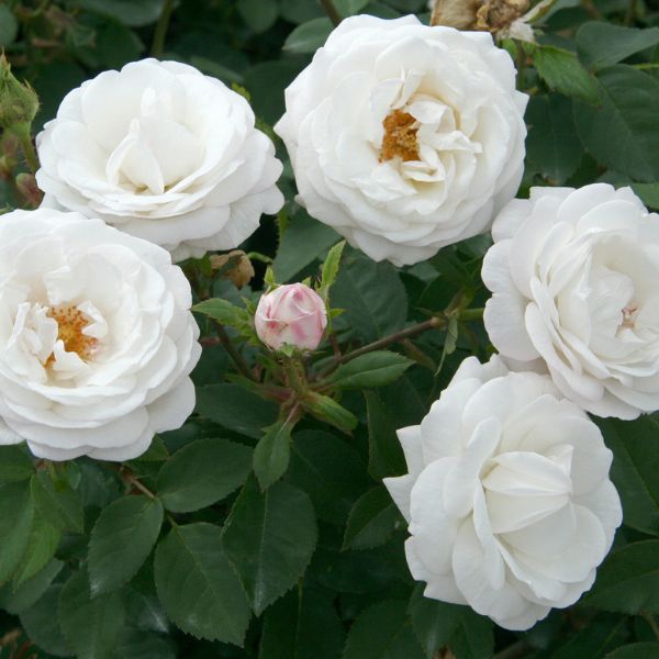 Bloomables&reg; Pearlescent&trade; Rose - Nature Hills Nursery - 2 Quart Container - 