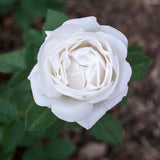 Bloomables&reg; Pearlescent&trade; Rose - Nature Hills Nursery - 2 Quart Container - 