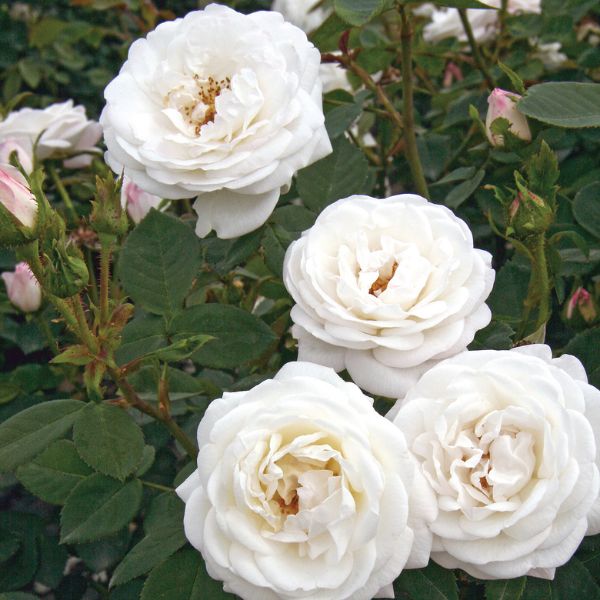 Bloomables&reg; Pearlescent&trade; Rose - Nature Hills Nursery - 2 Quart Container - 
