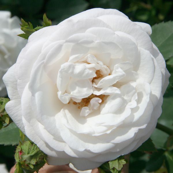 Bloomables&reg; Pearlescent&trade; Rose - Nature Hills Nursery - 2 Quart Container - 