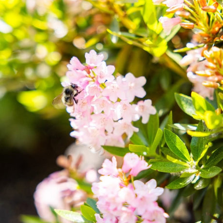 Bumblebee pollinating soft pink blooms of Bloombux Blush Rhododendron shrub in bright sunlight.
