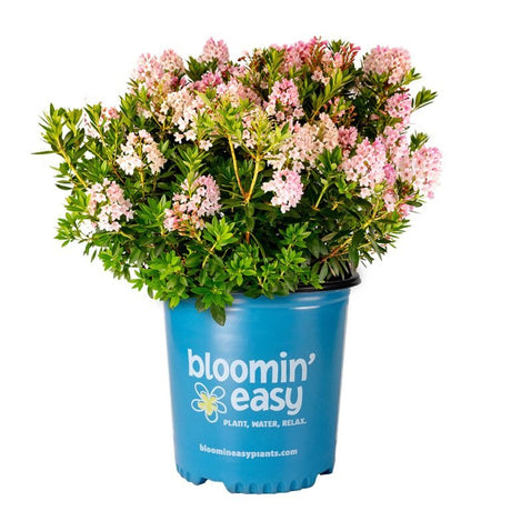 Bloombux Blush Rhododendron shrub covered in soft pink flowers growing in a blue Bloomin Easy branded container.
