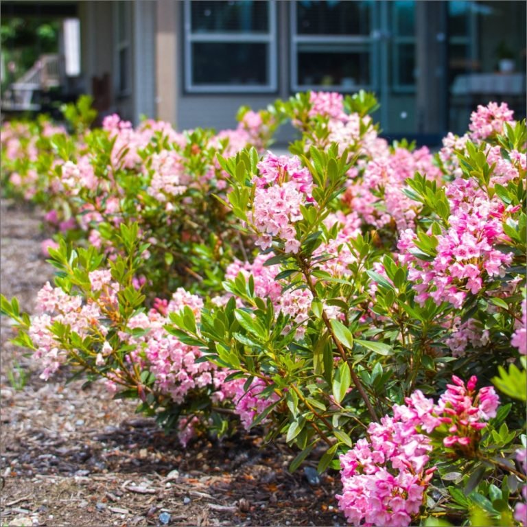 Bloombux Blush Rhododendron shrubs in full pink bloom lining a mulched landscape bed in front of a home.