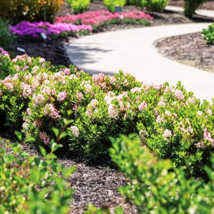 Bloombux Blush Rhododendron shrubs with soft pink flowers lining a curved garden walkway in full sun.