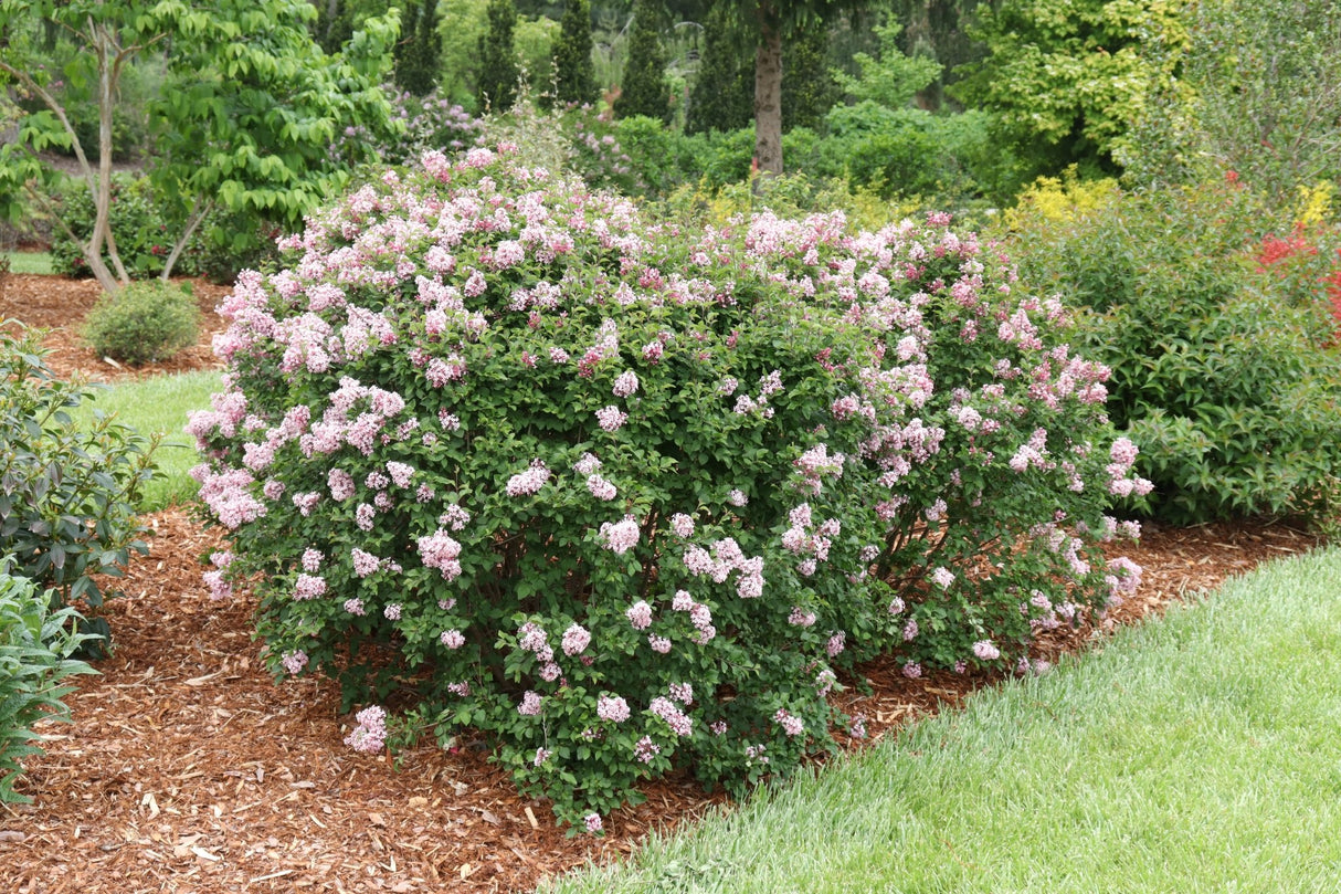 Bloomerang Ballet Lilac shrub, front view