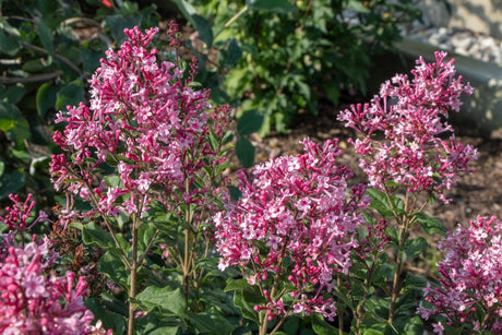Bloomerang Ballet Lilac shrub, detail view