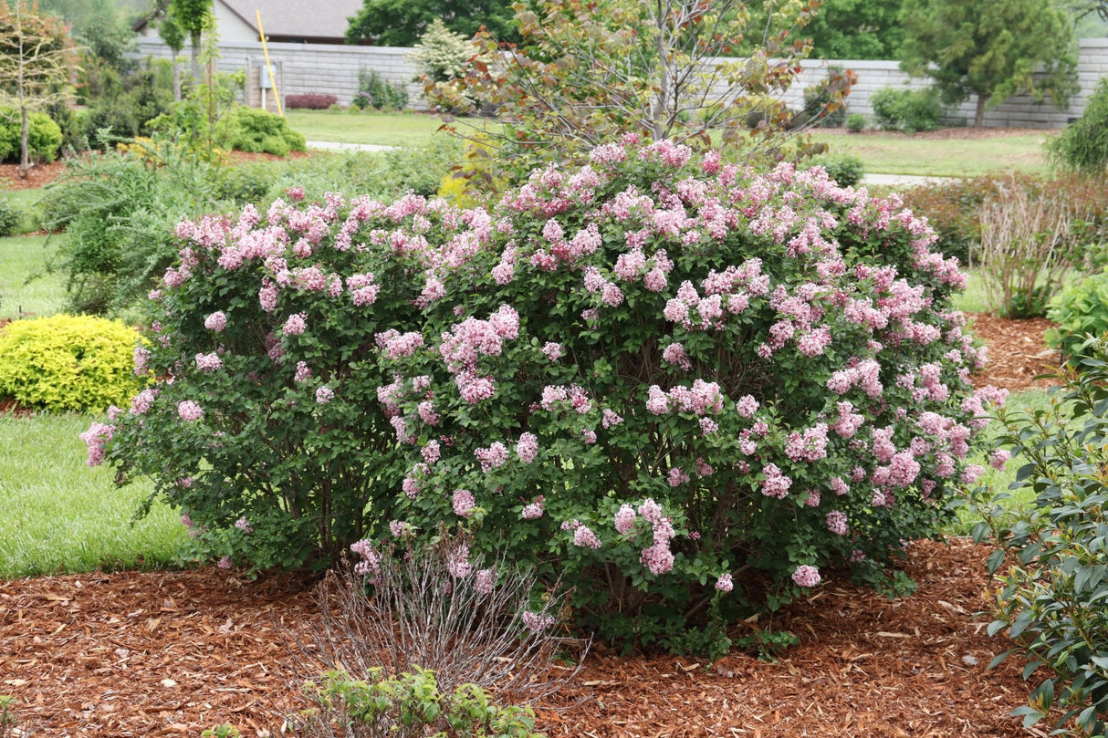Bloomerang Ballet Lilac shrub, lifestyle view