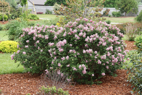 Bloomerang Ballet Lilac shrub, lifestyle view