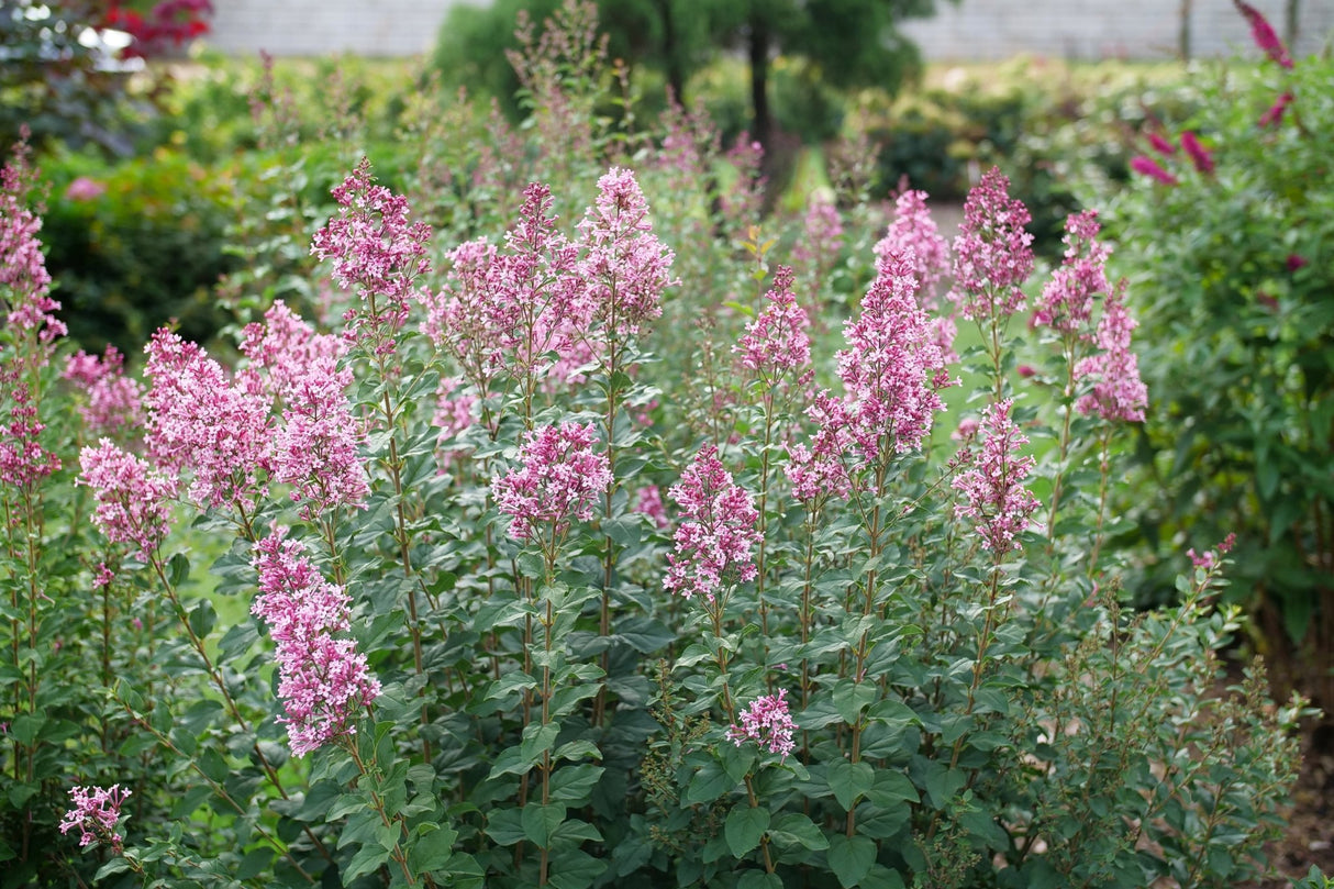 Bloomerang Ballet Lilac shrub, close-up