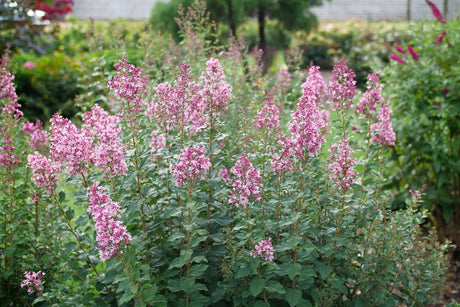 Bloomerang Ballet Lilac shrub, close-up