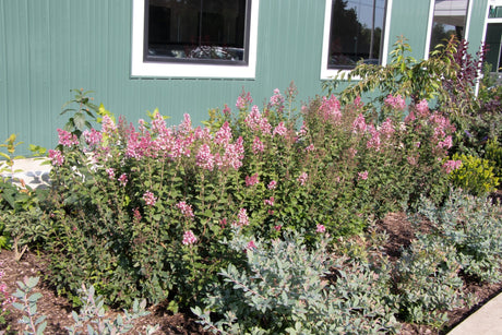 Bloomerang Ballet Lilac shrub, garden view