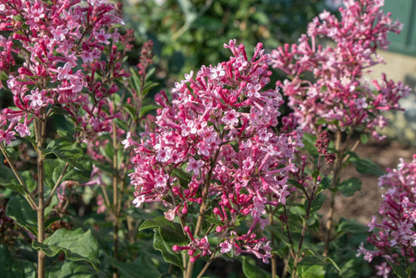 Bloomerang Ballet Lilac shrub, foliage detail