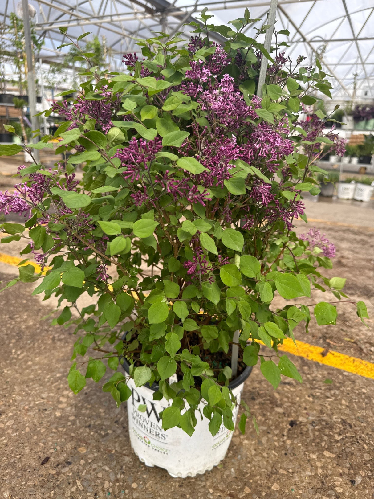 Bloomerang Dark Purple Lilac shrub displays abundant deep purple flower clusters against bright green foliage in a nursery container setting.