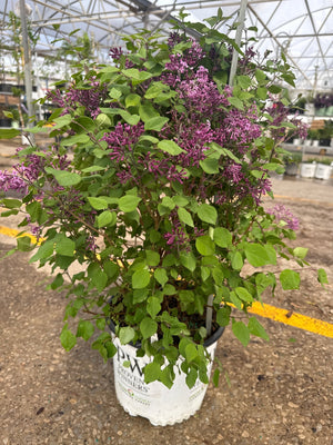 Bloomerang Dark Purple Lilac shrub displays abundant deep purple flower clusters against bright green foliage in a nursery container setting.