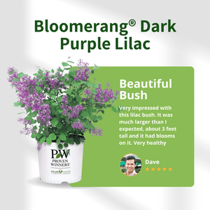 A Bloomerang Dark Purple Lilac in a white Proven Winners pot accompanied by a five-star review from Dave mentioning the 3-foot-tall plant arrived healthy and with blooms.