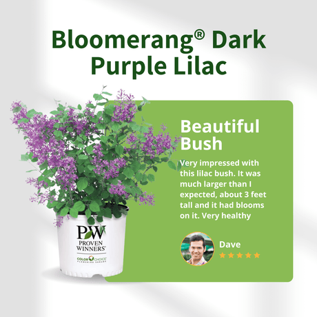 A Bloomerang Dark Purple Lilac in a white Proven Winners pot accompanied by a five-star review from Dave mentioning the 3-foot-tall plant arrived healthy and with blooms.