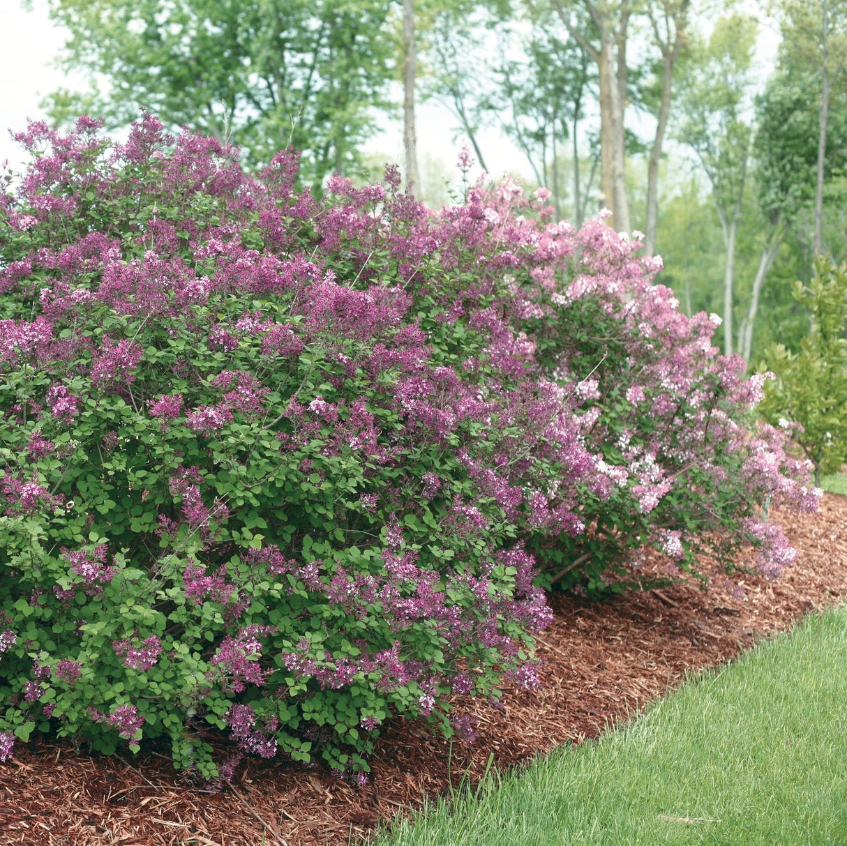 Lavender \bBush with dark purple flowers in a garden setting