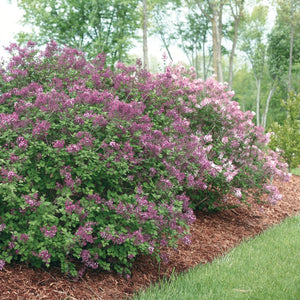 Lavender \bBush with dark purple flowers in a garden setting