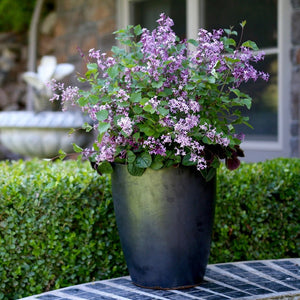 Potted dark bloomerang dark purple lavender plant on a bench in a garden setting