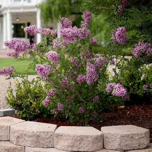 Purple flowering lavender bush in a garden with a white picket fence and house in the background