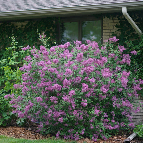 Purple flowering lavender bush in front of a house with greenery