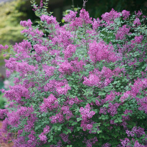 Purple flowering lavender in a garden setting with blurred background