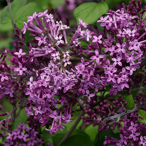 Close up of bloomerang dark purple lavender flower