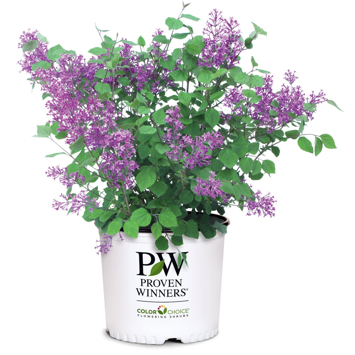 Bloomerang® Dark Purple Lilac | Reblooming Fragrance | Nature Hills