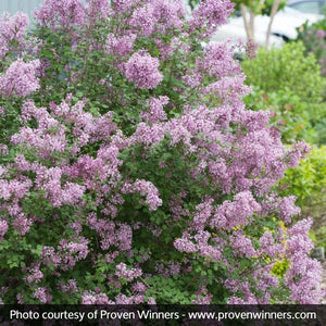Bloomerang&reg; Lilac