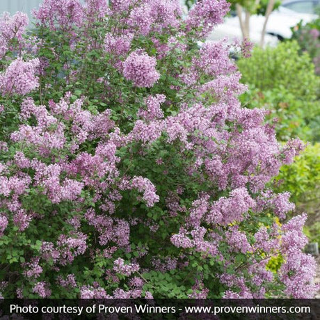 Bloomerang&reg; Lilac