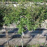 Bloomerang&reg; Lilac Tree