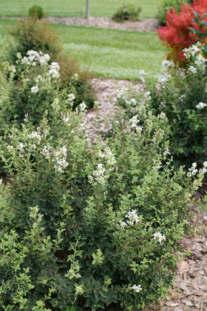 Bloomerang Showmound Lilac shrub, foliage detail